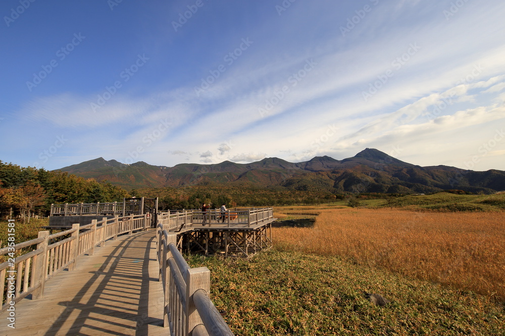 秋の知床五湖の高架木道 ( Wooden elevated boardwalk in Shiretoko five lakes in autumn )