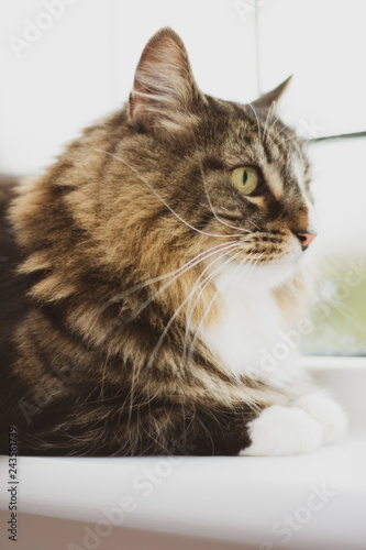Fototapeta Naklejka Na Ścianę i Meble -  Cat in a window