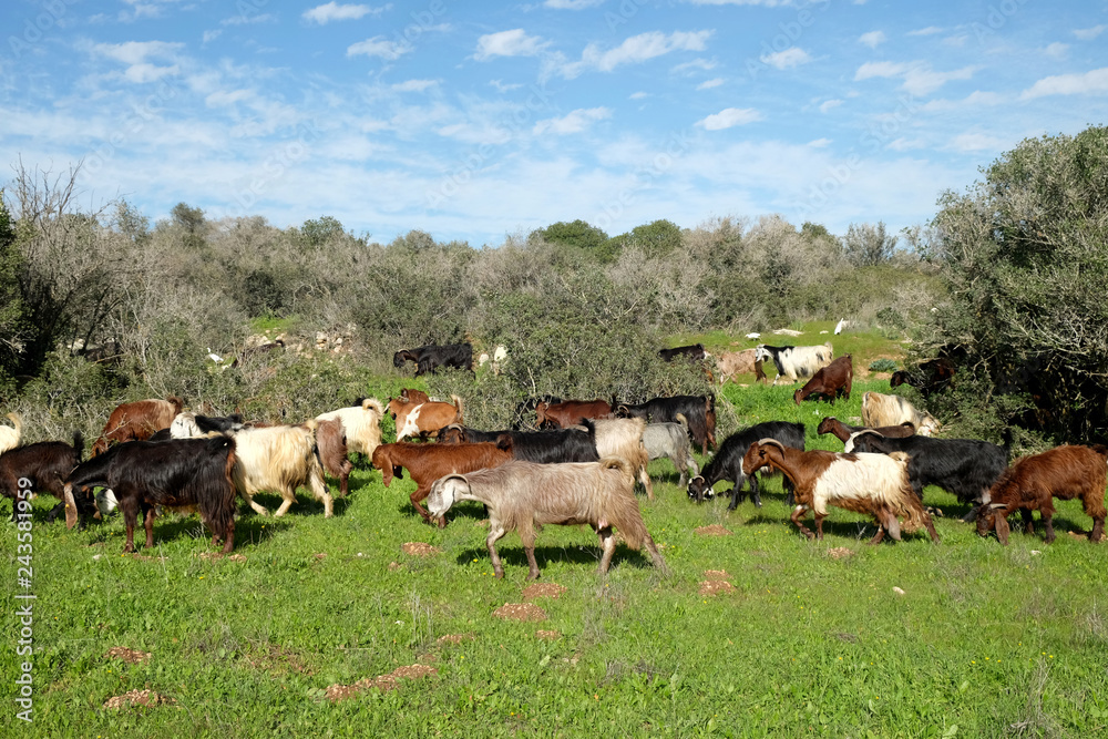 Fototapeta premium Herd of goats grazing on the hills in Judea