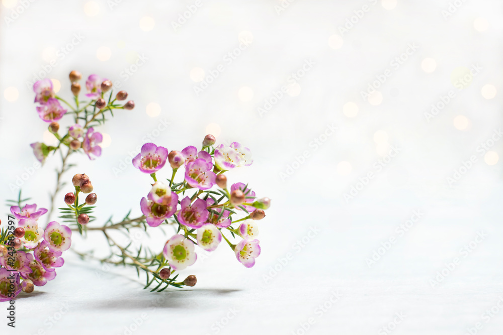 Branch of small flowers white background bokeh Branch of small flowers white background bokeh