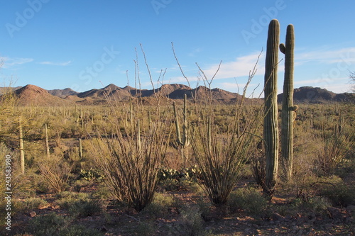 Saguaro, Carnegiea gigantea, and other cacti in the vicinity of Signal Hill in Saguaro National Park near Tucson, Arizona. © Francisco