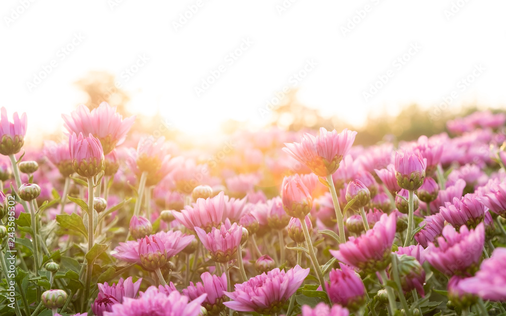 The sunshine that shines through the flower garden in the evening The sunshine that shines through the flower garden in the evening