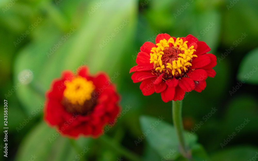 The colorful flowers are taken close up, causing the clarity of the pollen and the leaves of the flowers. The colorful flowers are taken close up, causing the clarity of the pollen and the leaves of the flowers.