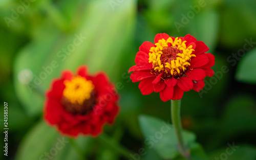 The colorful flowers are taken close up, causing the clarity of the pollen and the leaves of the flowers.
