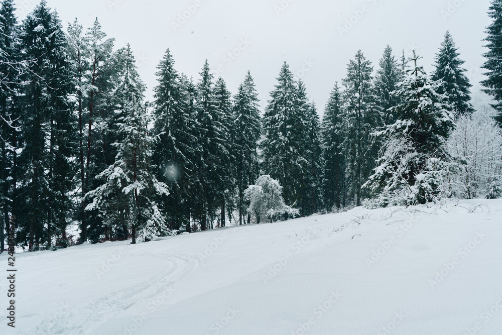 Fir trees covered with snow. Beautiful pine tree forest in winter