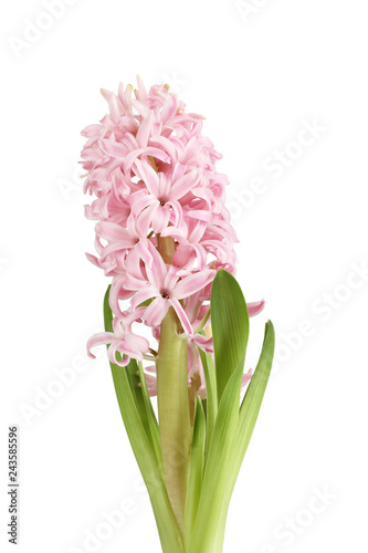 Light pink hyacinth flower isolated on white background