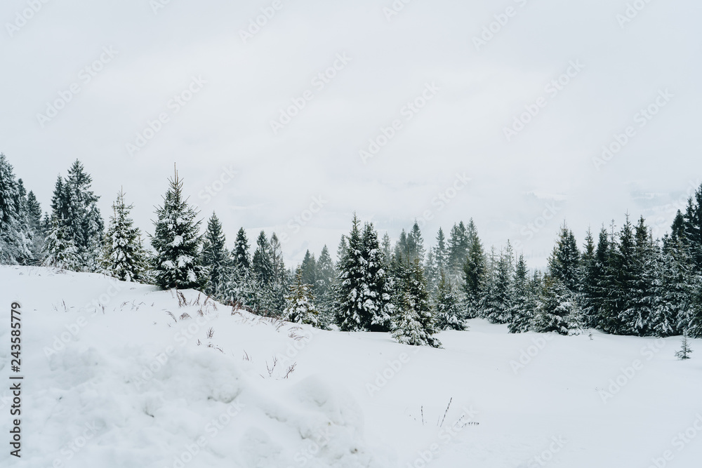 Fir trees covered with snow. Beautiful pine tree forest in winter