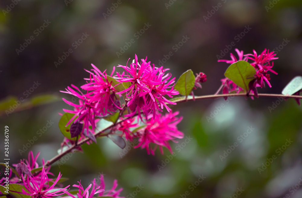 Pink Flowers Pink Flowers