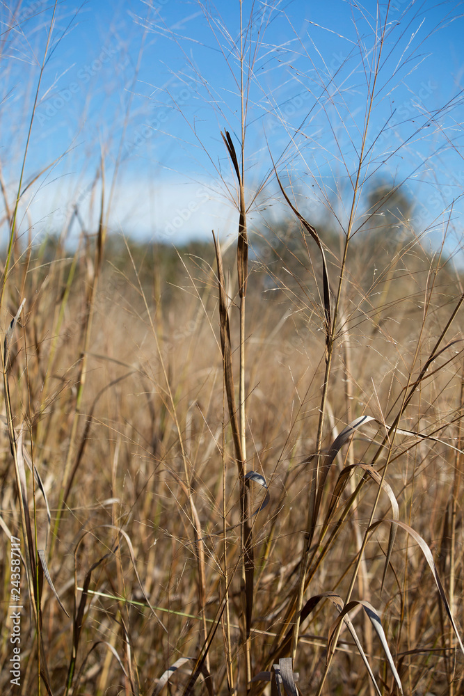 Obraz premium Prairie Grass