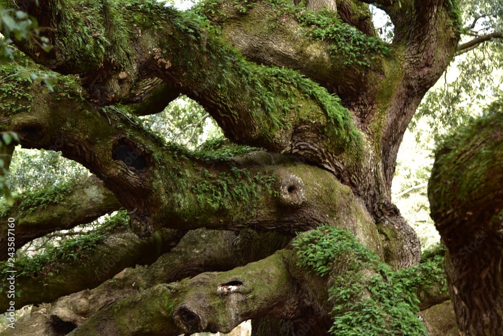 Closeup of the knotty old moss covered branches of Angel Oak in South Carolina Closeup of the knotty old moss covered branches of Angel Oak in South Carolina