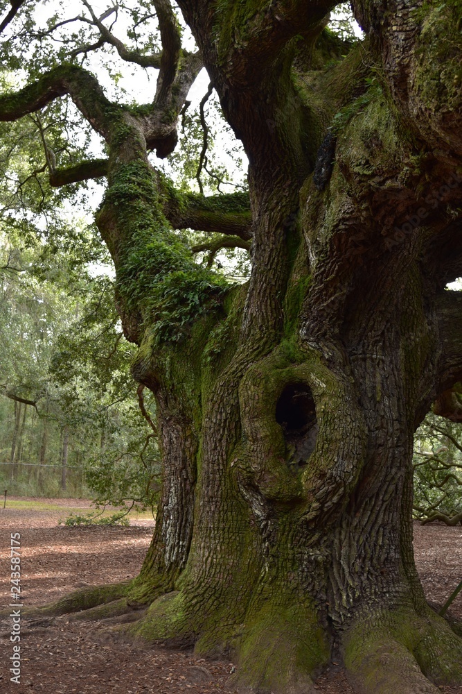 Angel oak near Charleston South Carolina a live oak believed to be between 400 and 500 years old Angel oak near Charleston South Carolina a live oak believed to be between 400 and 500 years old