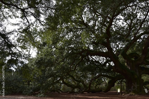 Angel Oak near Charleston South Carolina photo