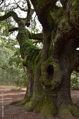 Angel oak near Charleston South Carolina a live oak believed to be between 400 and 500 years old photo