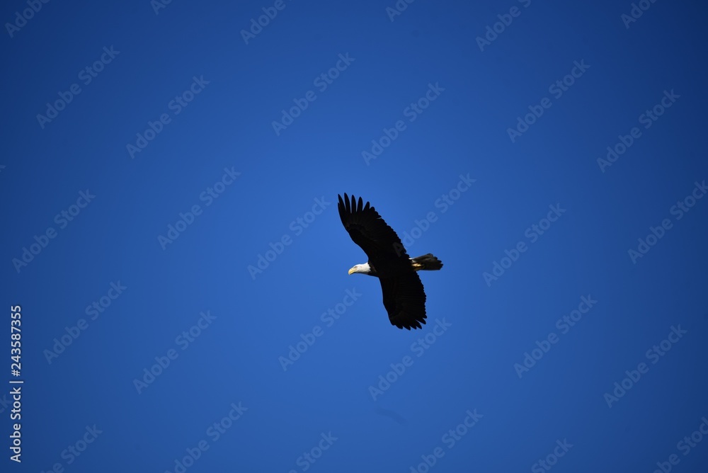 Obraz premium Bald eagle in flight