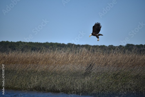 American bald eagle in flight over the wetlands of Hilton Head Island in South Carolina photo