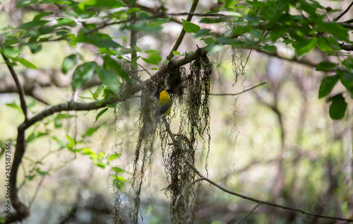 Prothonotary Warbler in Nature