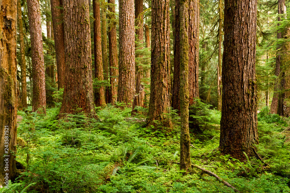 Emergence - Old growth forest along the Sol Duc River Trail. Olympic National Park, Washington, USA Emergence - Old growth forest along the Sol Duc River Trail. Olympic National Park, Washington, USA
