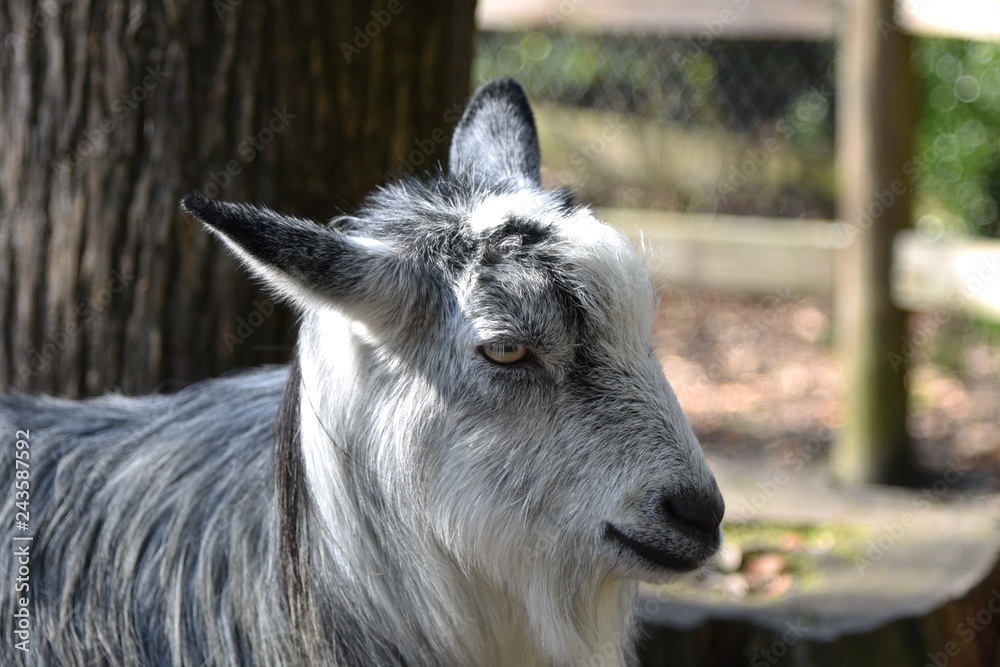 Portrait of a goat 
