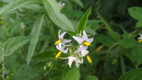 white wildflower with green background