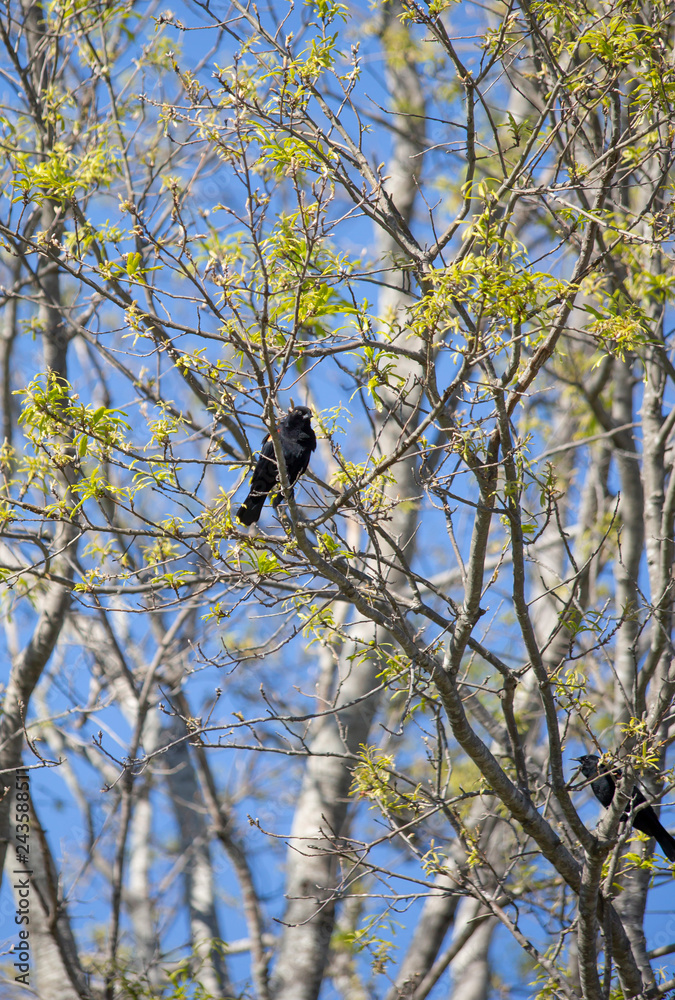 Red-Winged Blackbird Red-Winged Blackbird