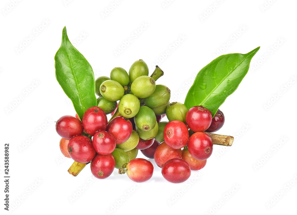fresh coffee beans with green leaver isolated on white background fresh coffee beans with green leaver isolated on white background