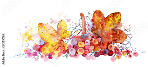 Grape twig. Pink grapes. Vine on white background. Grapes watercolor. Beautiful watercolor illustration. Vine painted in watercolor. Grape vine.