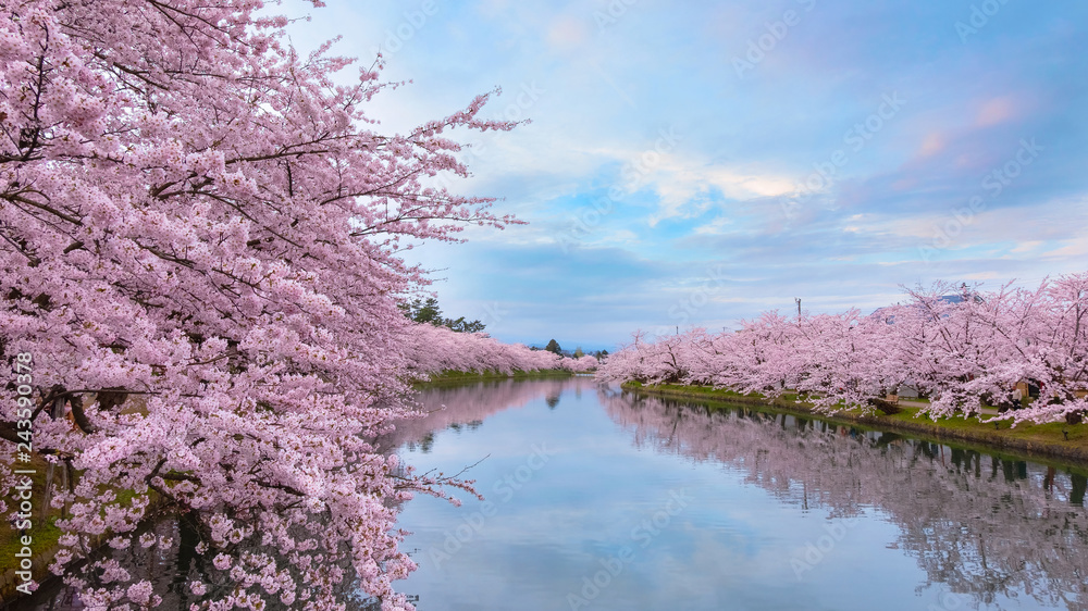 Full bloom Sakura - Cherry Blossom at Hirosaki park, Japan Full bloom Sakura - Cherry Blossom at Hirosaki park, Japan