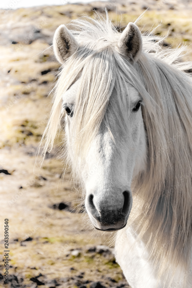 Fototapeta premium White horse