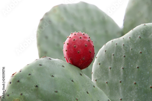 Photography Close up on Prickly pear cactus with one fruit isolated on a white background