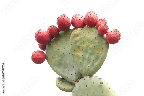 Prickly pear cactus with many fruit isolated on a white background. photo
