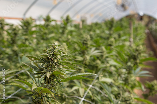 California cannabis cultivation at its finest. A close up of the marijuana farm industry. Beautiful macro and micro shots. Green house, outdoor, indoor plants and harvesting 