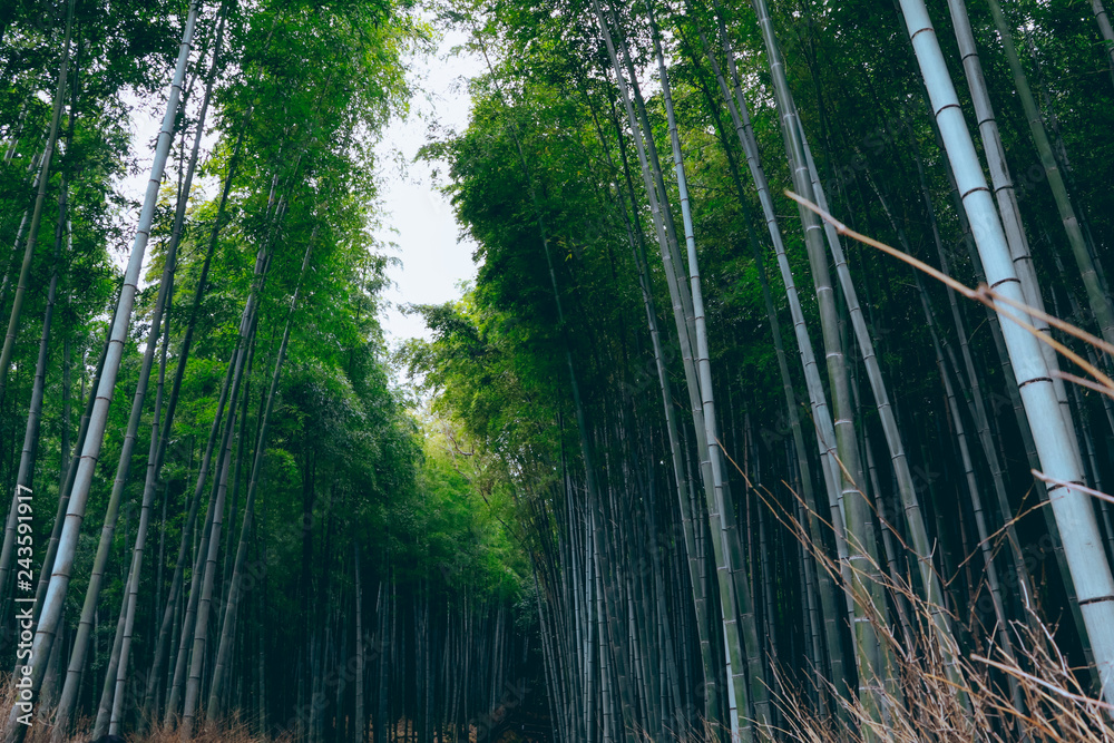 KYOTO, JAPAN - November 19, 2018 : Bamboo forest at Arashiyama, Kyoto, Japan.. KYOTO, JAPAN - November 19, 2018 : Bamboo forest at Arashiyama, Kyoto, Japan..