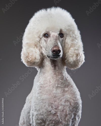 Poodle portrait2