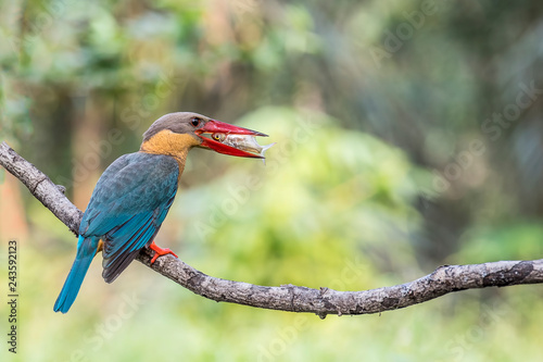 Stork-Billed Kingfisher 