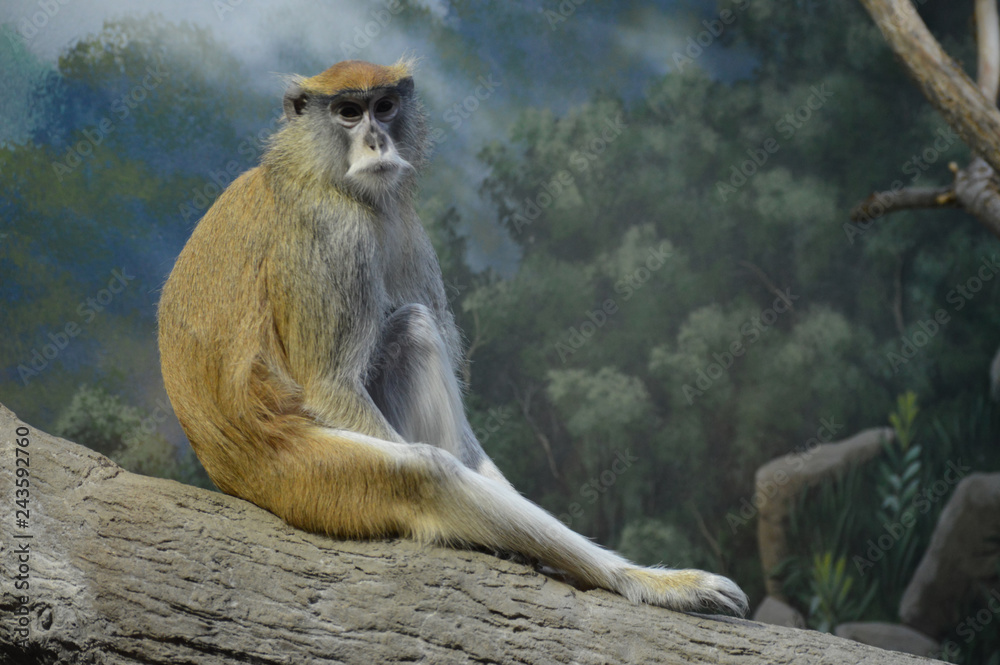 Obraz premium Patas monkey sitting on a tree