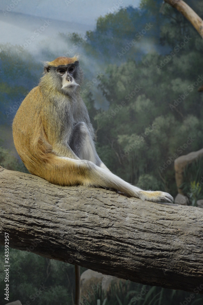 Patas monkey sitting on a tree
