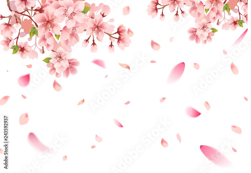 Cherry blossom sakura on white background