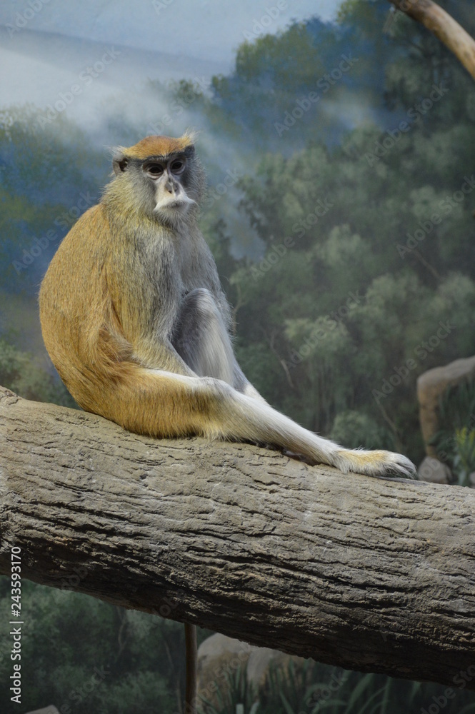 Obraz premium Patas monkey sitting on a tree