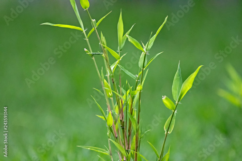 New bamboo shoots