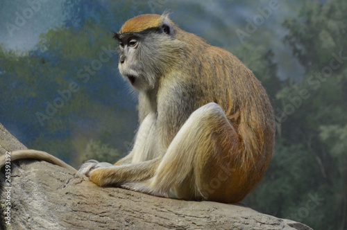 Patas monkey sitting on a tree