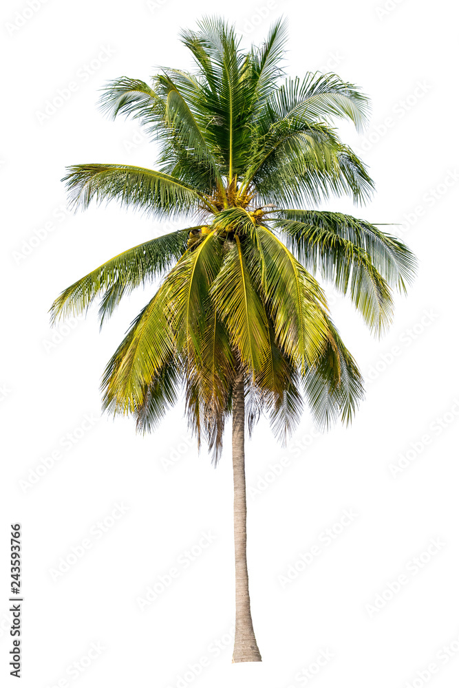 The tree is completely separated from the white ba background Scientific name Coconut The tree is completely separated from the white ba background Scientific name Coconut
