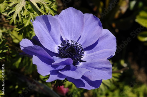 紫の花 アネモネ Stock 写真 Adobe Stock