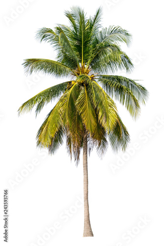 The tree is completely separated from the white ba background Scientific name Coconut