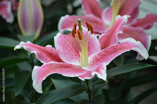Vászonkép Stargazer lily in the garden