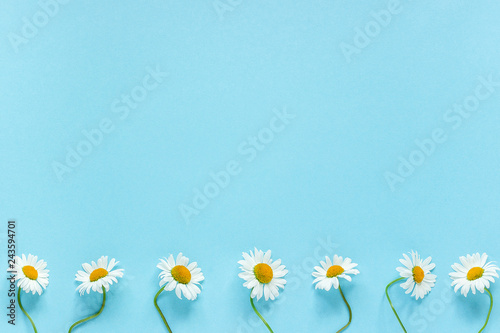 Row of white chamomiles daisies flowers on pastel blue color paper background Copy space Template for postcard, lettering, text or your design Flat lay Top view Concept Hello summer