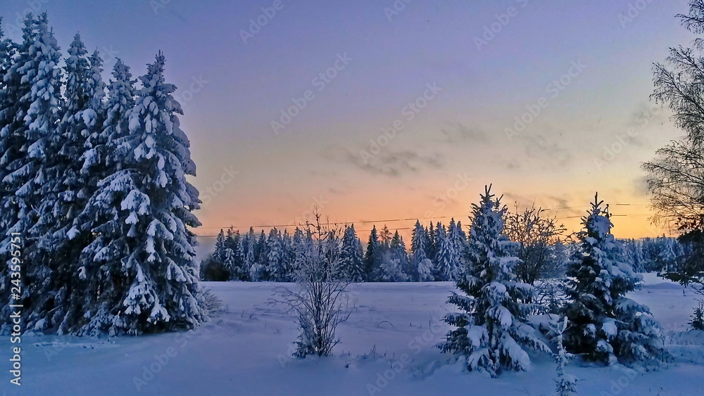 Snowy field and forest at sunset