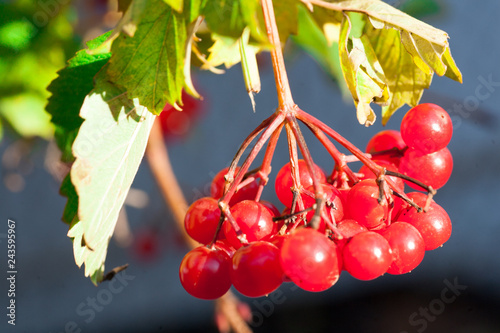 Red Viburnum Viburnum photo