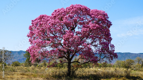 Ipe roxo photo