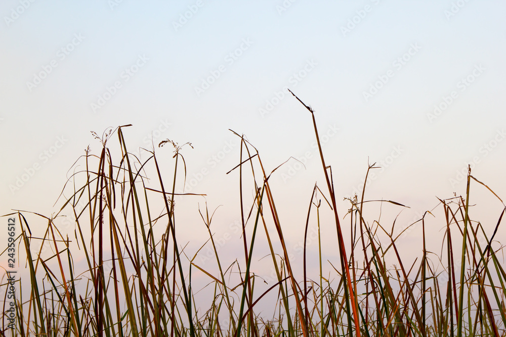 Grass. Grass.