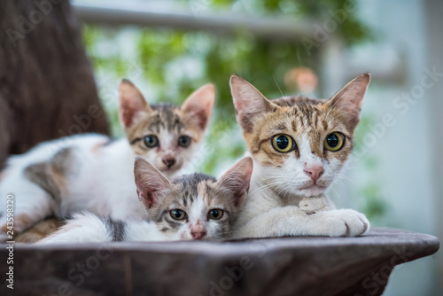 Fototapeta Naklejka Na Ścianę i Meble -  cat mom and small kitten